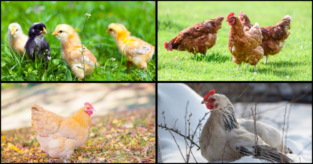 a block of 4 pictures of chickens. first being baby chicks in spring, second is brown chickens in summer, third is one chicken in fall, and fourth is a chicken in the winter snow