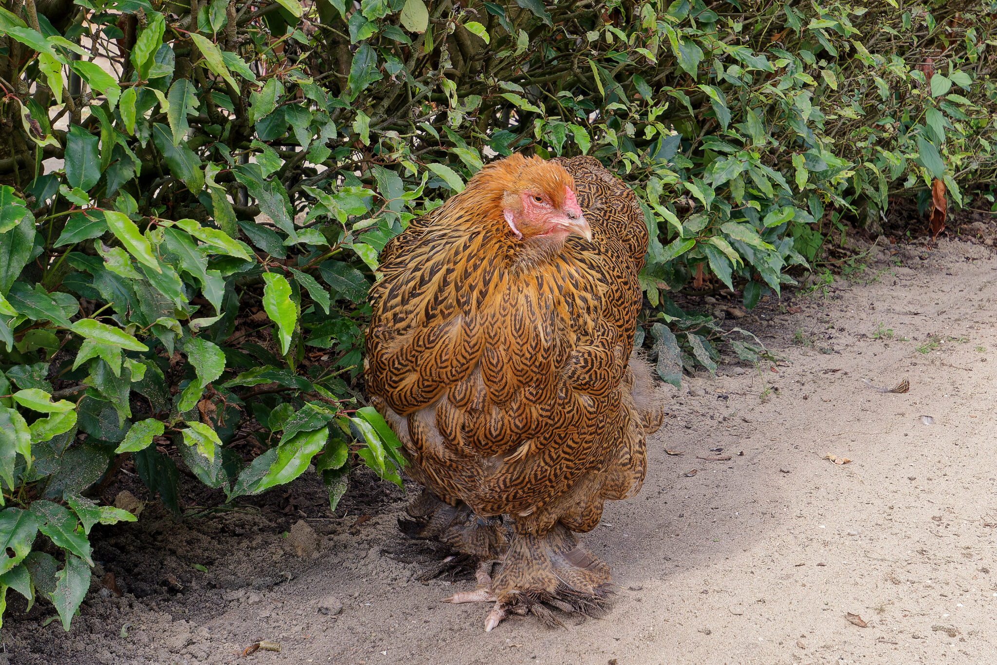 Top Heat-Tolerant Chicken Breeds: Thriving in Hot Climates - City Life ...