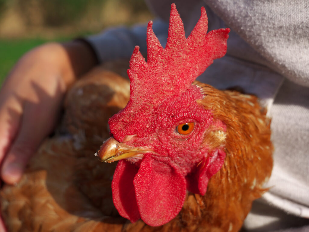 A closeup child holding a hen