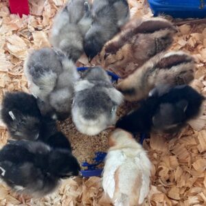 Picture of Essential Guide to Feeding Baby Chicks - City Life to Farm Life