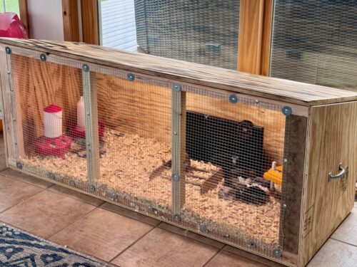 Essential Guide to Feeding Baby Chicks - City Life to Farm Life
