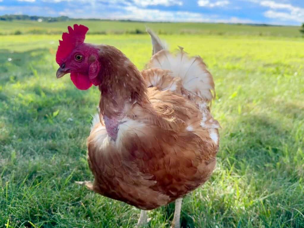 brown chicken missing feathers on her chest