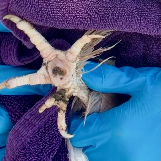a chicken's foot that has bumblefoot