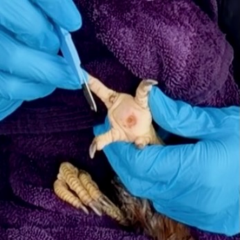 a close up shot of a hen's foot that is healing from bumblefoot