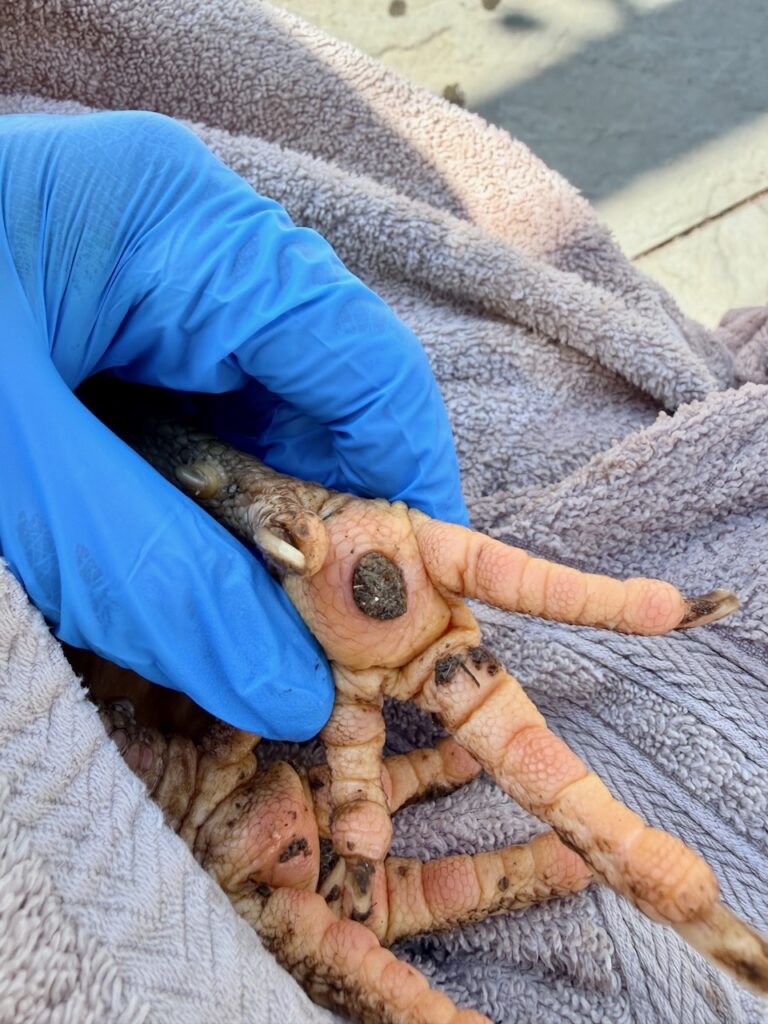 a close up photo of a chicken's foot that has bumblefoot