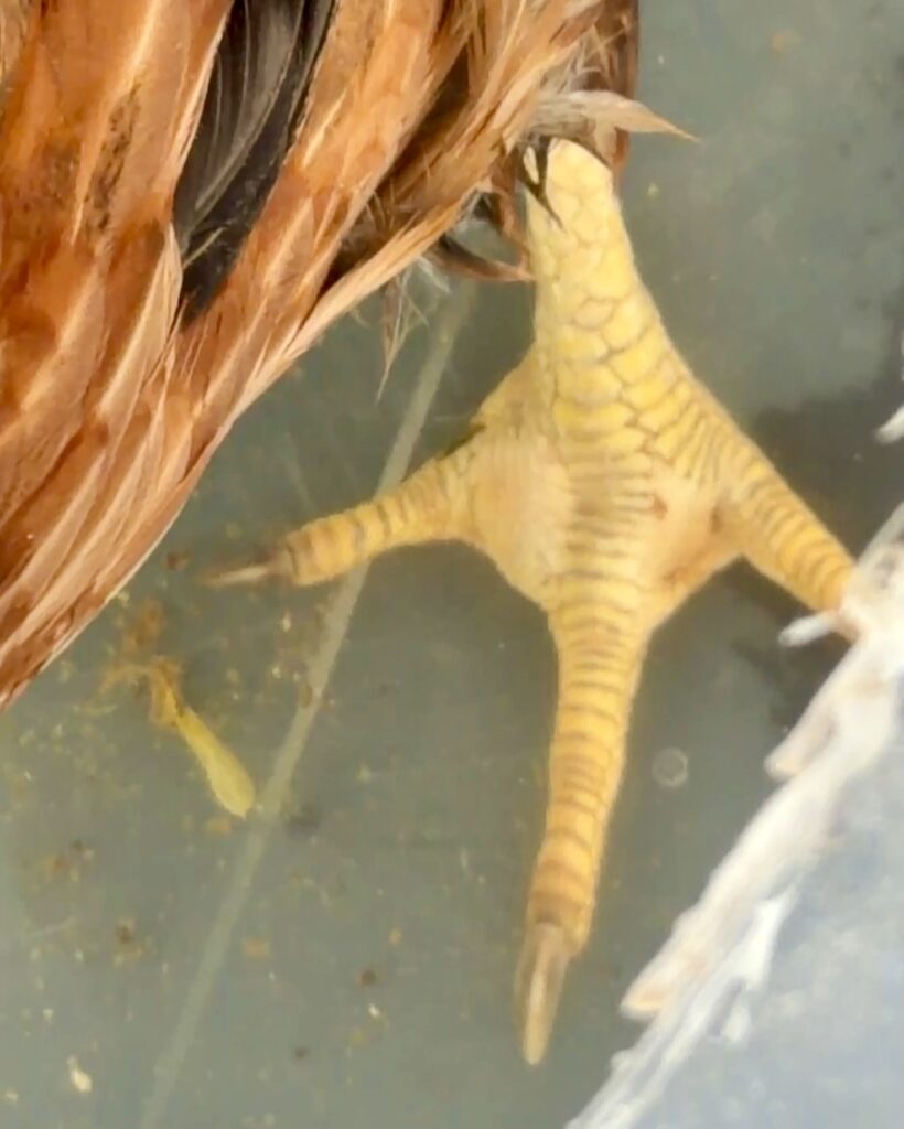 A close up of a chicken's foot that is swollen because of Bumblefoot