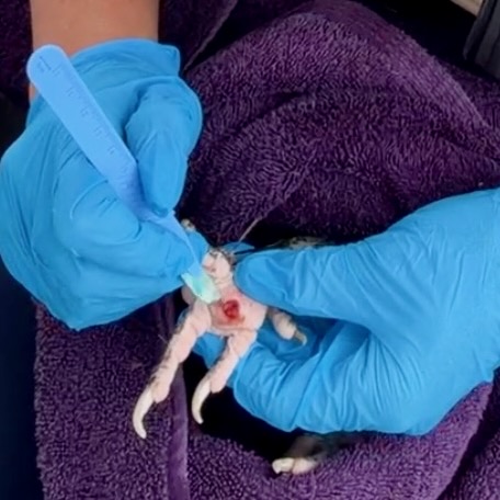 a close up shot of someone removing the kernel of bumblefoot from a chicken's foot