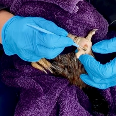 a close up photo of someone with a scalpel removing a scab from bumblefoot