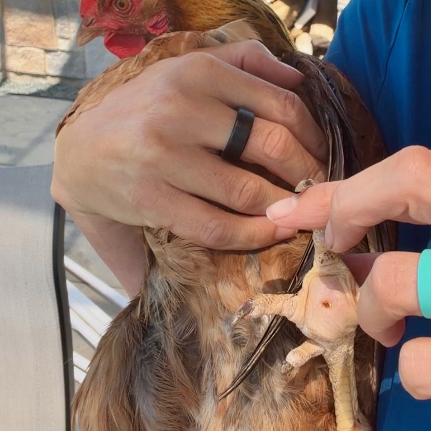 A chicken with bumblefoot that is healing