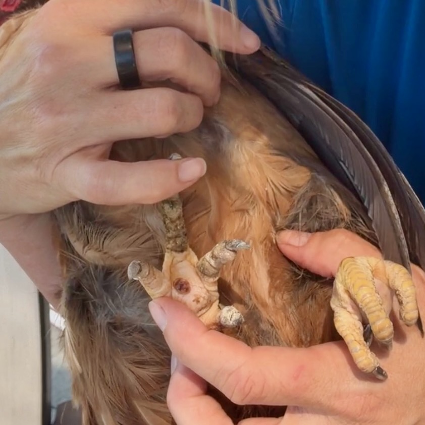 A close up photo of the bottom of a chicken's foot with bumblefoot