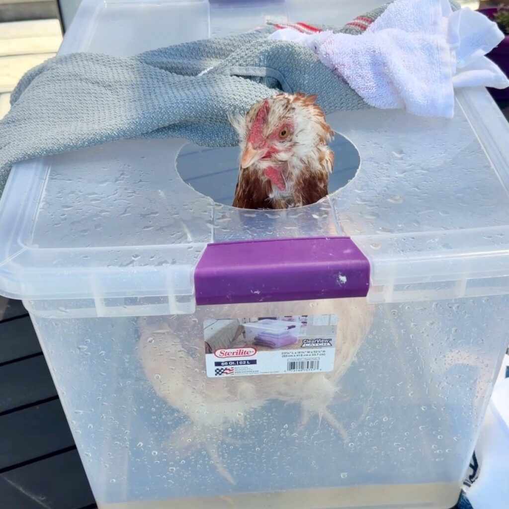 A chicken soaking in a tote with warm water and epsom salt to treat Bumblefoot