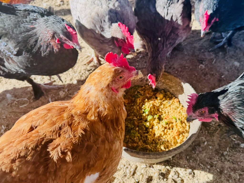 a flock of chickens enjoying a bowl of warm mash