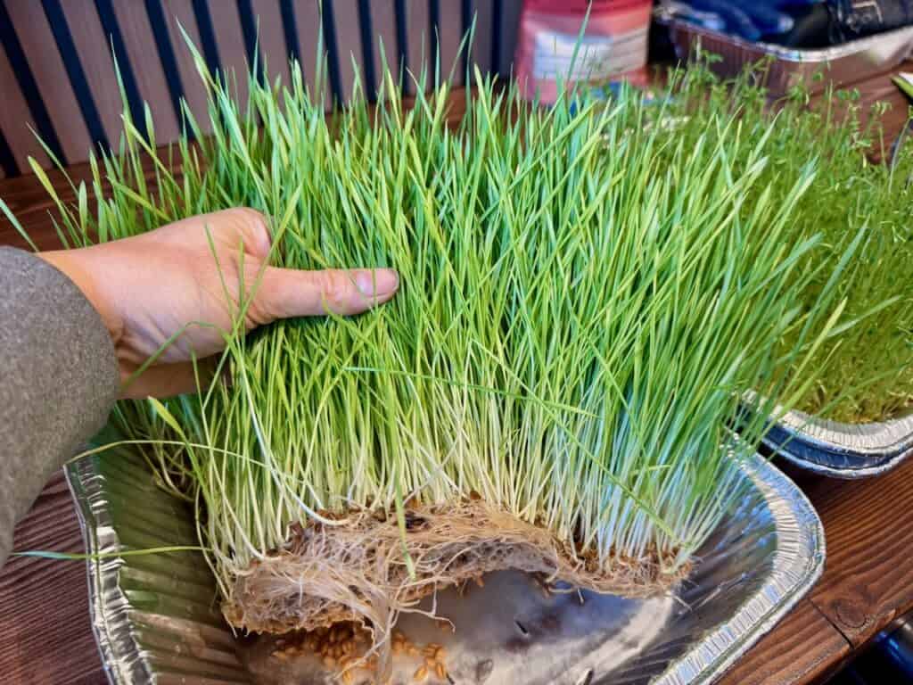 a hand holding up a root mat of sprouted grains for chickens