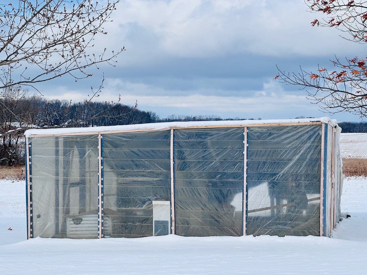 Curated visual reference: Frostbite Prevention In Chickens Reference: Frostbite In Chickens Signs And Prevention City Life To Farm