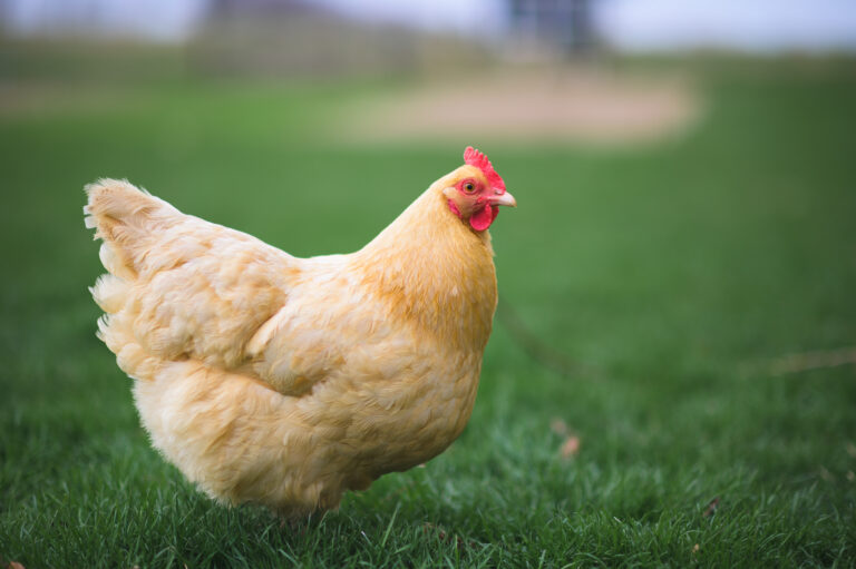 Image showcasing The Top Quiet Chicken Breeds for Peaceful Coops