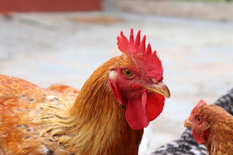 Brown chicken with bright red comb and waddle