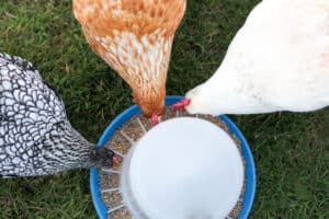 Image showcasing Essential Guide to Feeding Baby Chicks - City Life to Farm Life