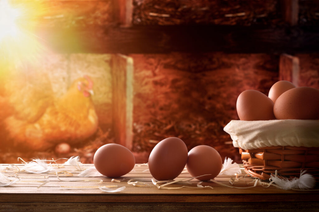 Freshly picked eggs in wicker basket on wooden table and background a chicken inside a chicken coop laying in the nesting box with backlit sun.