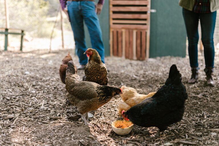 Is Mulch Safe for Chickens?