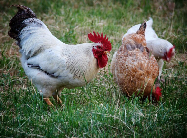 The Ultimate Bug Buffet: What Bugs Do Chickens Eat? - City Life to Farm ...