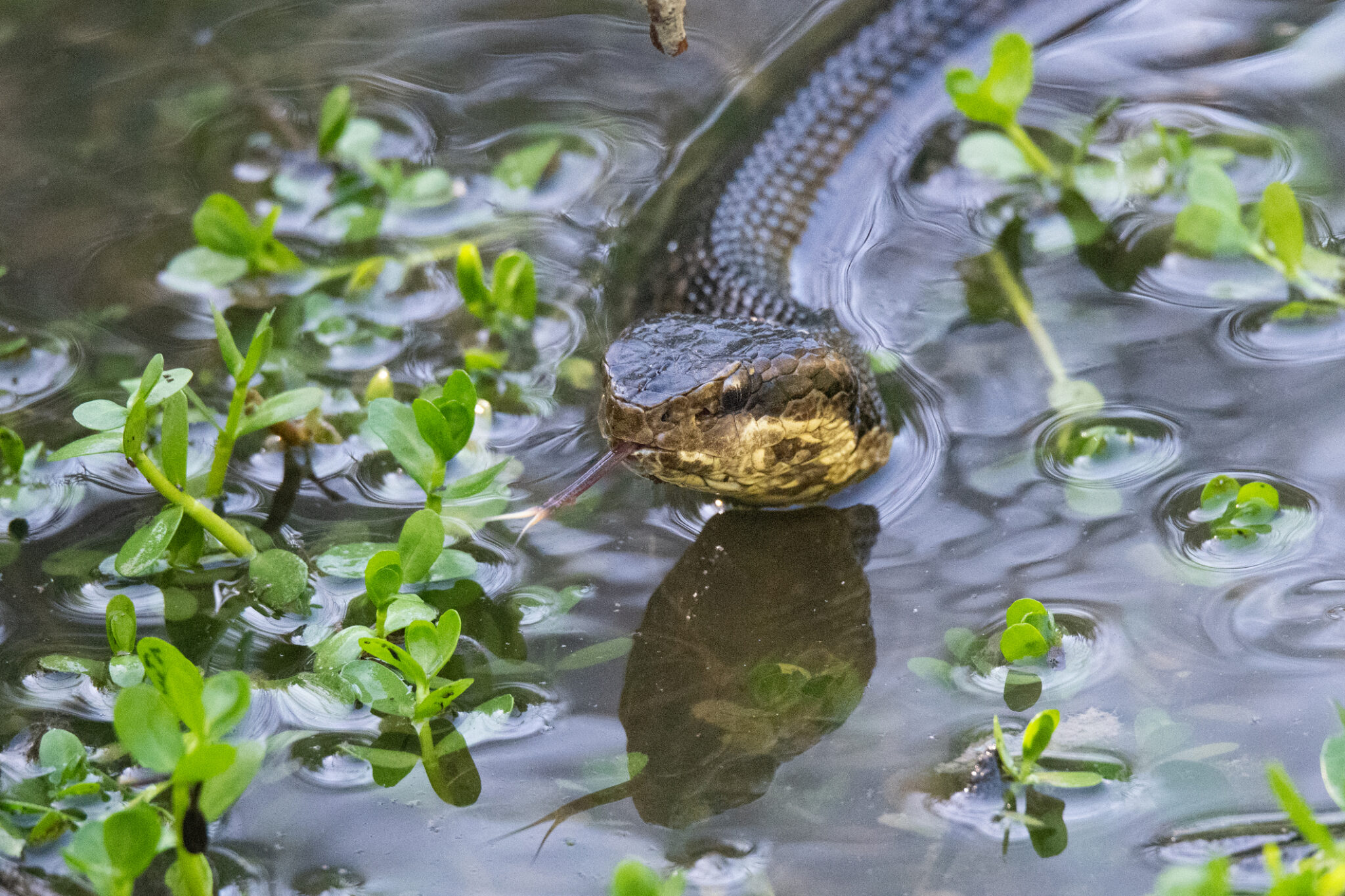 Picture of Exploring Snake Dietary Patterns and Ecological Impact