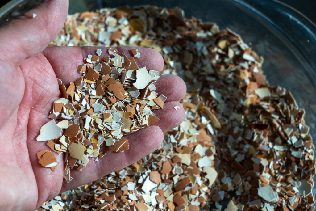 A hand holding crushed eggshells