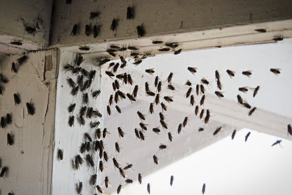 Blackflies swarming inside a building corner on a window screen.