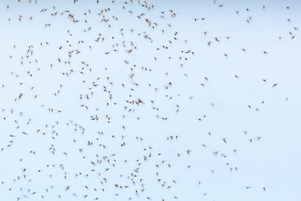 a close up photo of a swarm of gants