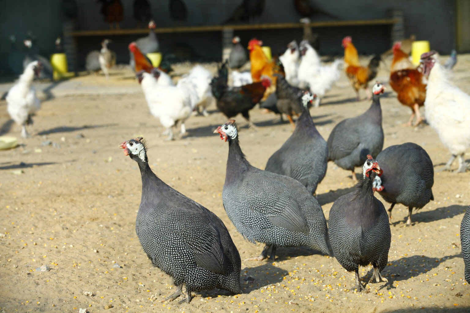 Can Guineas and Chickens Live Toget