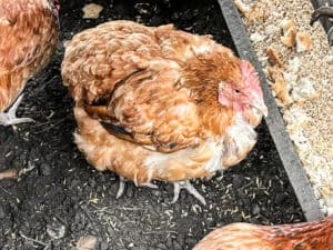 Chicken Molting: What It Is, Why It Happens, and How to Help - City