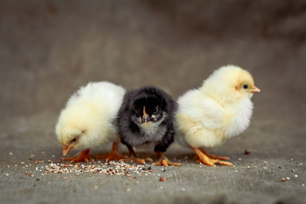 1 black chick in between 2 yellow chicks with a little bit of food on the ground