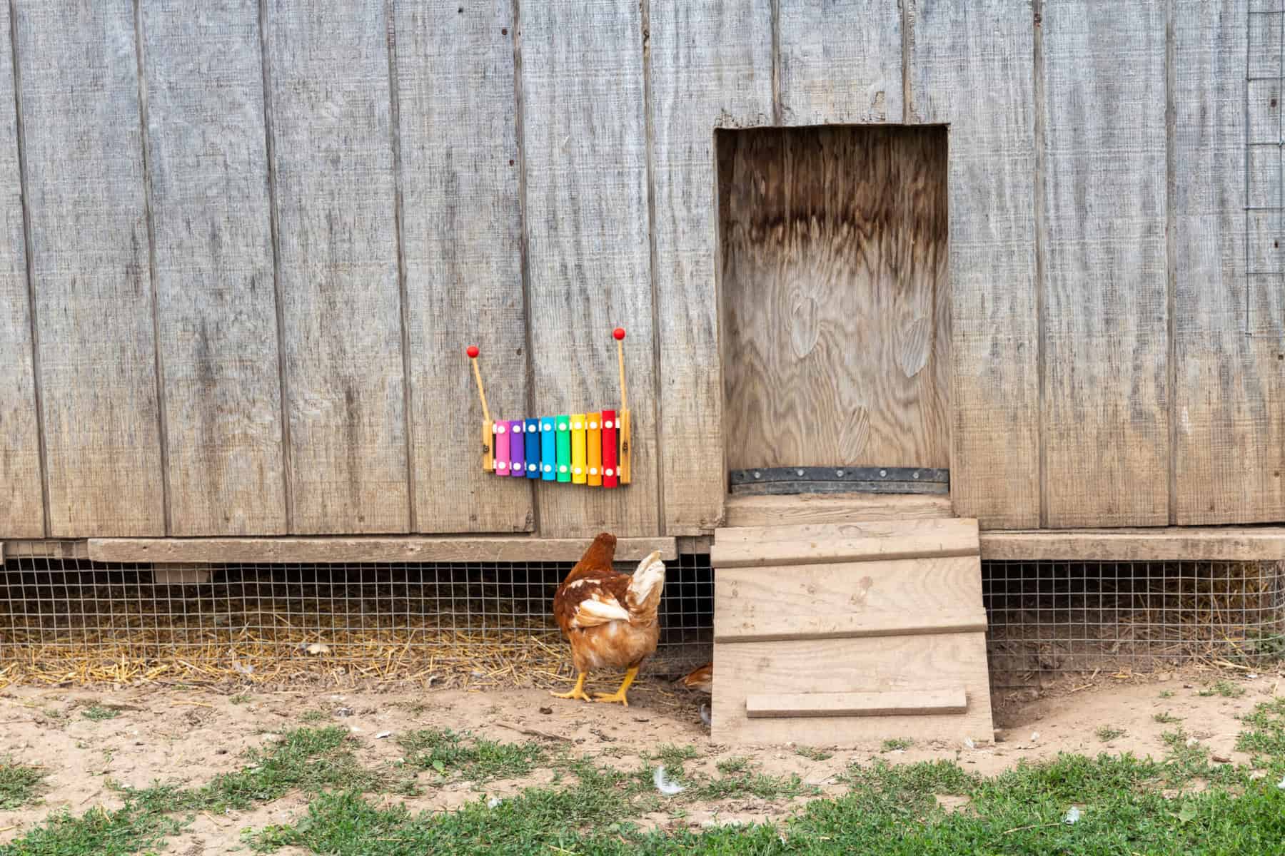 What do Chickens Like to Play With? - City Life to Farm Life