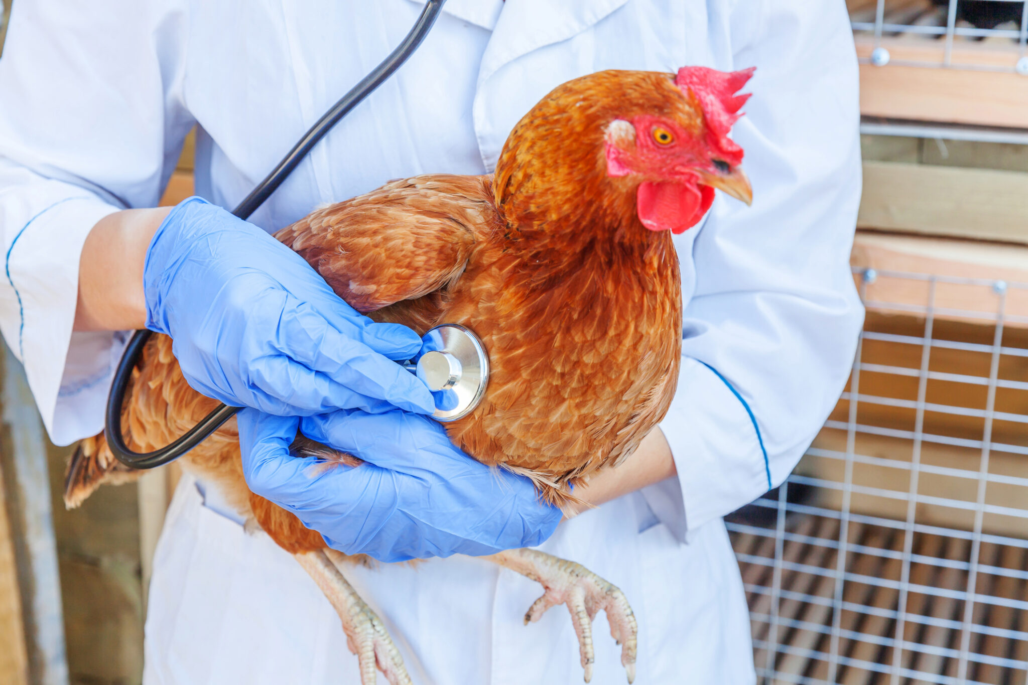 Illustration of Frostbite Prevention In Chickens